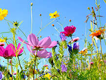 EP RM App Aktionen Fruelingsfest